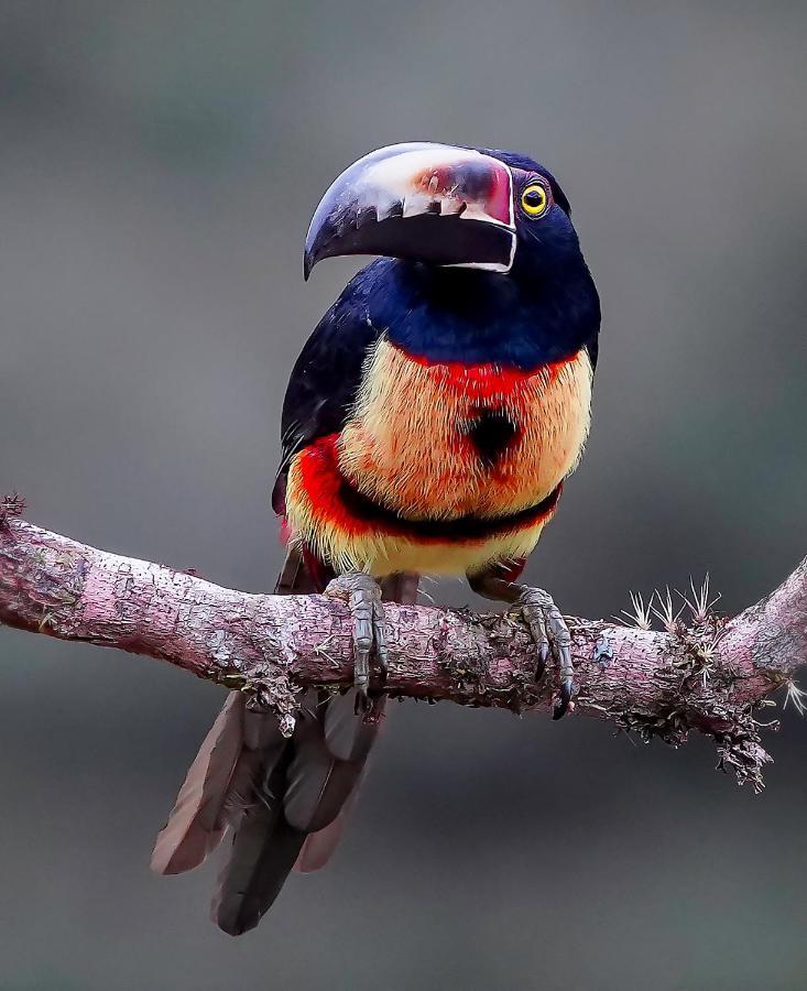 Arte De Plumas Birding Lodge 迦太基 外观 照片