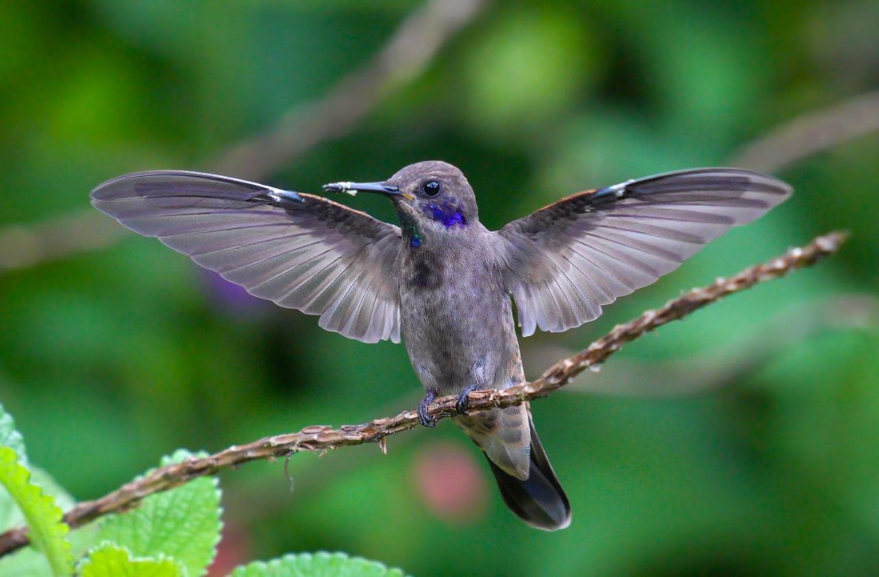 Arte De Plumas Birding Lodge 迦太基 外观 照片