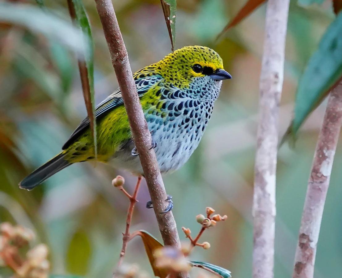 Arte De Plumas Birding Lodge 迦太基 外观 照片