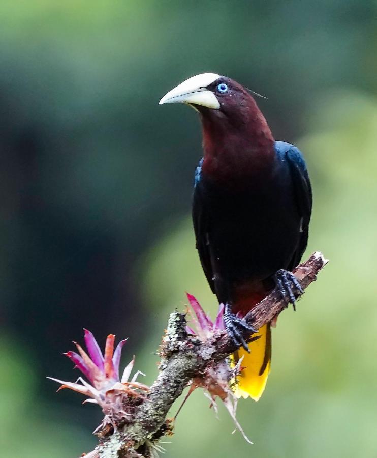 Arte De Plumas Birding Lodge 迦太基 外观 照片
