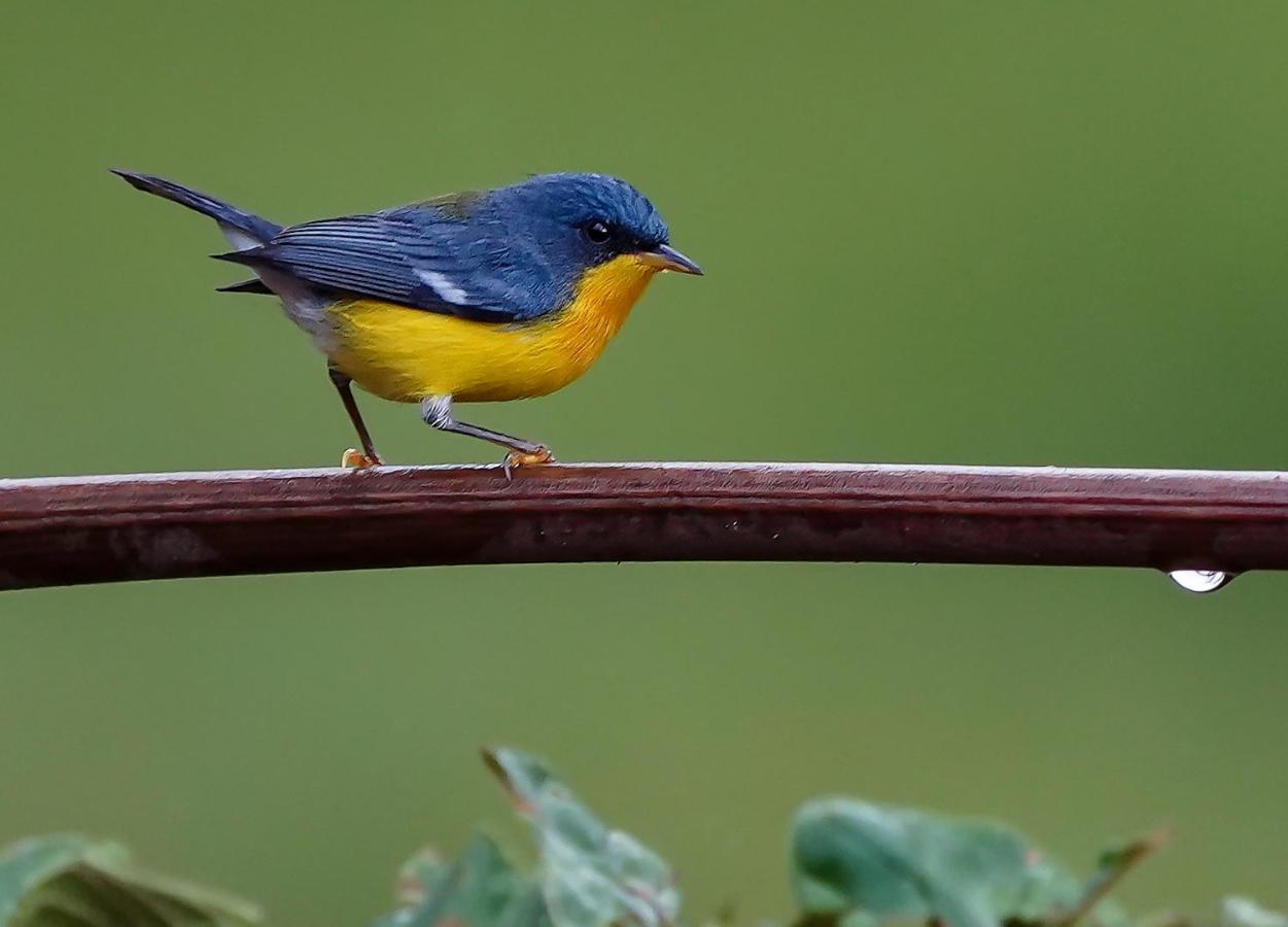 Arte De Plumas Birding Lodge 迦太基 外观 照片