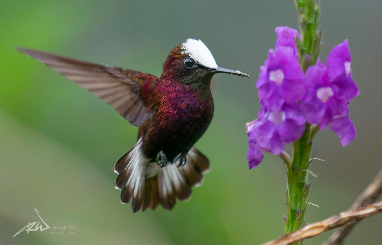 Arte De Plumas Birding Lodge 迦太基 外观 照片