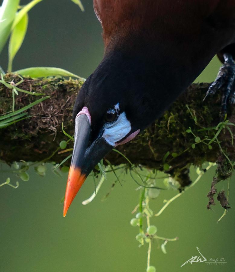 Arte De Plumas Birding Lodge 迦太基 外观 照片