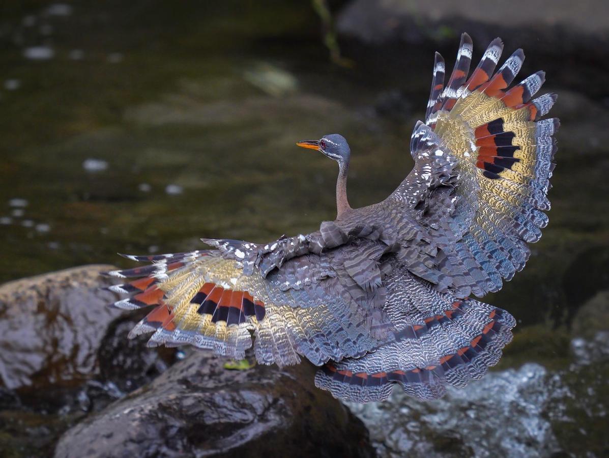 Arte De Plumas Birding Lodge 迦太基 外观 照片