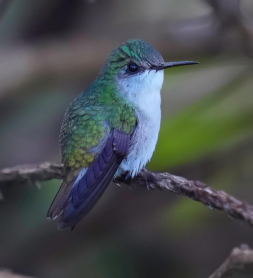 Arte De Plumas Birding Lodge 迦太基 外观 照片