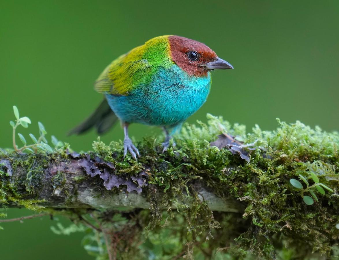 Arte De Plumas Birding Lodge 迦太基 外观 照片