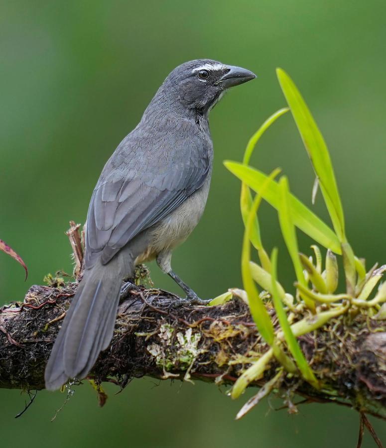 Arte De Plumas Birding Lodge 迦太基 外观 照片